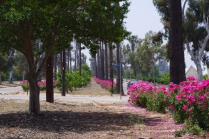 The line of palm trees, and blooming roses is loved by hikers, bikers, and commuters throughout the city.
