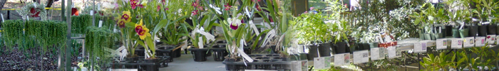 plantsalebanner